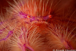 Hairy squat lobster, Lauriea siagiani. Picture taken at B... by Anouk Houben 